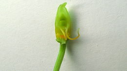 Image of Catasetum luridum (Link) Lindl.