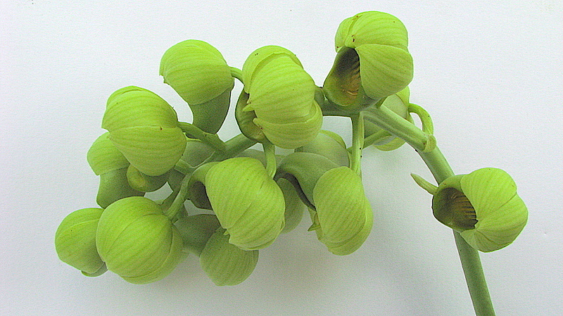 Image of Catasetum luridum (Link) Lindl.