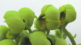 Image of Catasetum luridum (Link) Lindl.