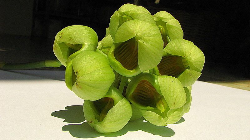 Image of Catasetum luridum (Link) Lindl.