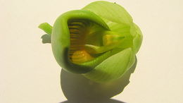 Image of Catasetum luridum (Link) Lindl.