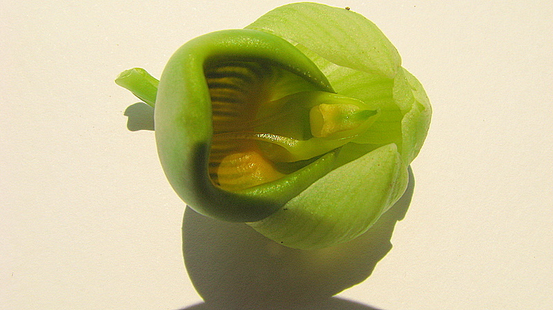 Image of Catasetum luridum (Link) Lindl.