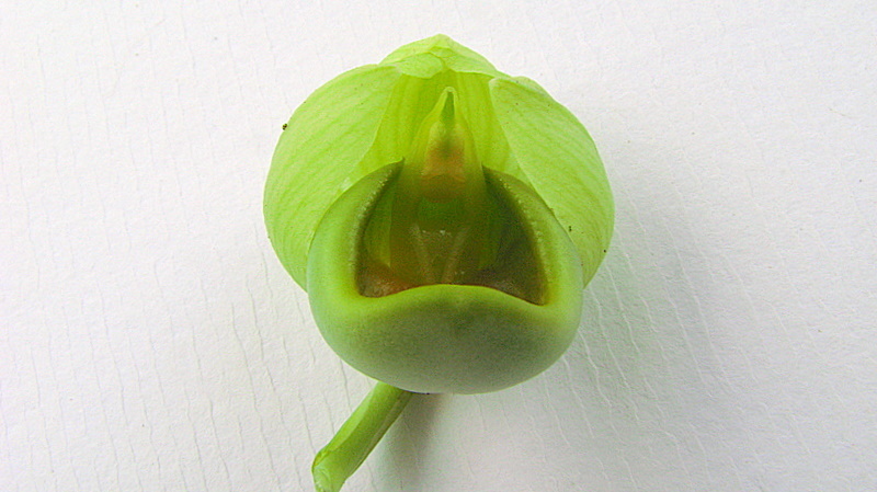 Imagem de Catasetum luridum (Link) Lindl.