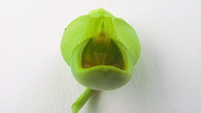 Image of Catasetum luridum (Link) Lindl.