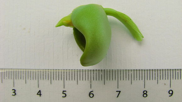 Image de Catasetum luridum (Link) Lindl.