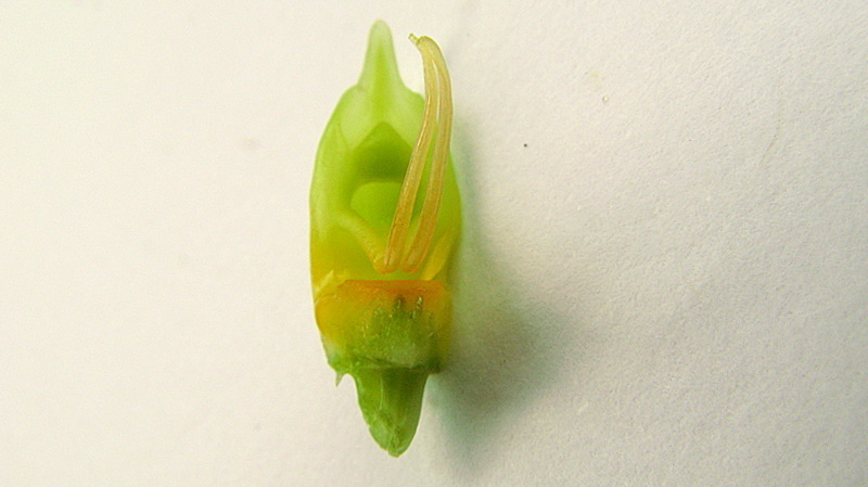 Image of Catasetum luridum (Link) Lindl.