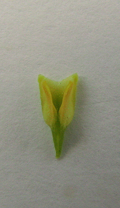 Image of Catasetum luridum (Link) Lindl.