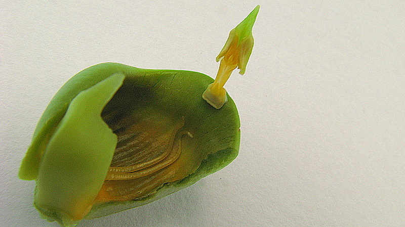 Image of Catasetum luridum (Link) Lindl.