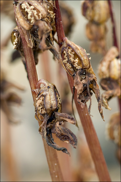 Image of Ghost orchid