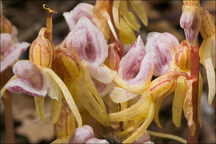 Image of Ghost orchid