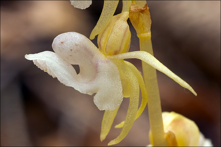 Image of Ghost orchid