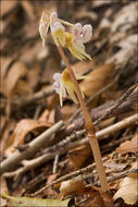 Image of Ghost orchid