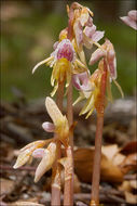 Image of Ghost orchid