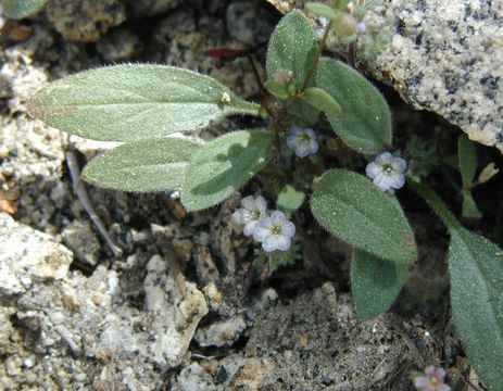 Image of Eisen's phacelia