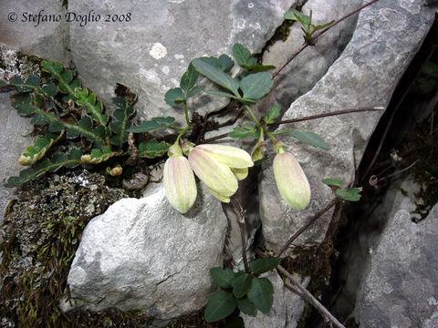 Imagem de Clematis cirrhosa L.