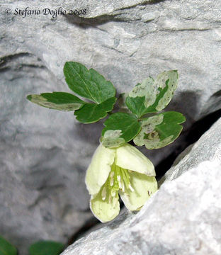 Imagem de Clematis cirrhosa L.