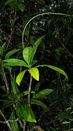 Image of Pilocarpus riedelianus Engl.