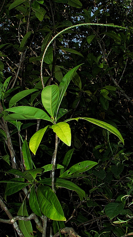 Imagem de Pilocarpus riedelianus Engl.