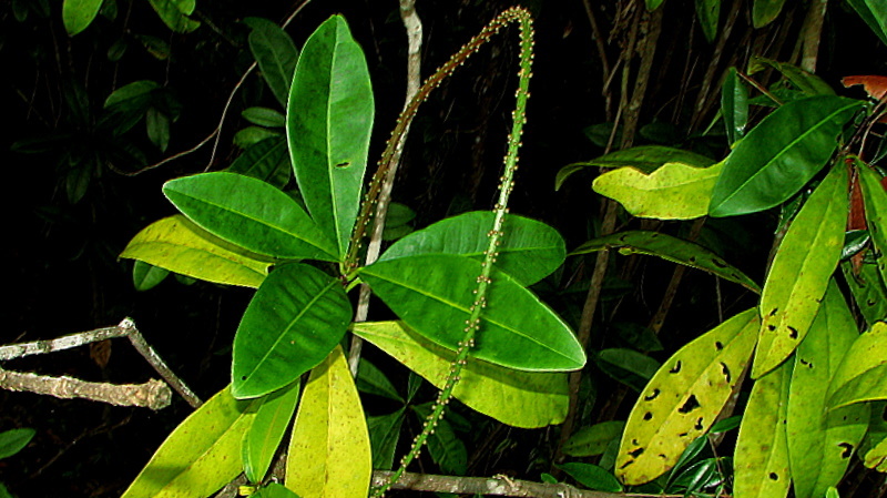 Pilocarpus riedelianus Engl. resmi