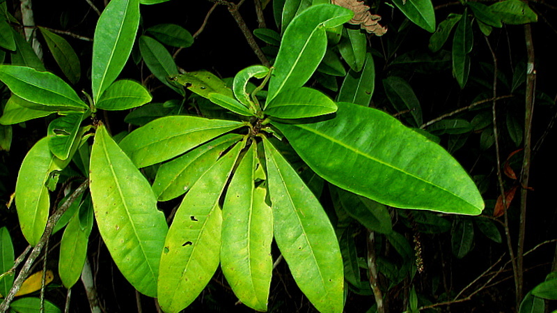 Image of Pilocarpus riedelianus Engl.