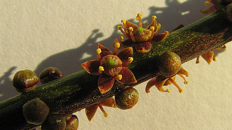 Imagem de Pilocarpus riedelianus Engl.