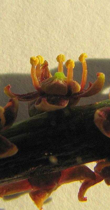 Image of Pilocarpus riedelianus Engl.