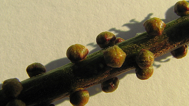 Image of Pilocarpus riedelianus Engl.