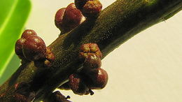 Image of Pilocarpus riedelianus Engl.