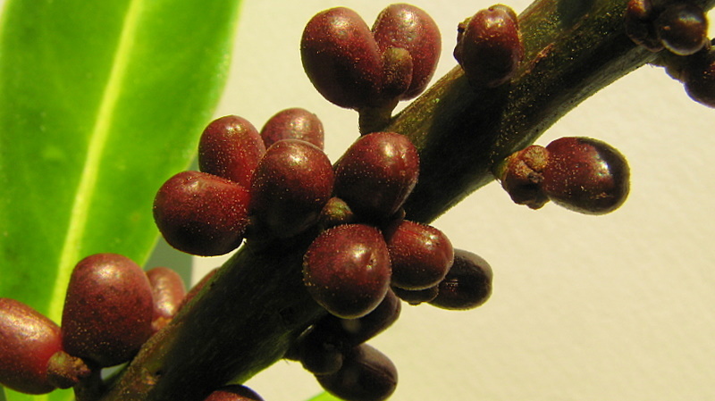 Image of Pilocarpus riedelianus Engl.