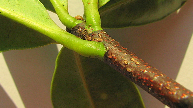 Imagem de Pilocarpus riedelianus Engl.