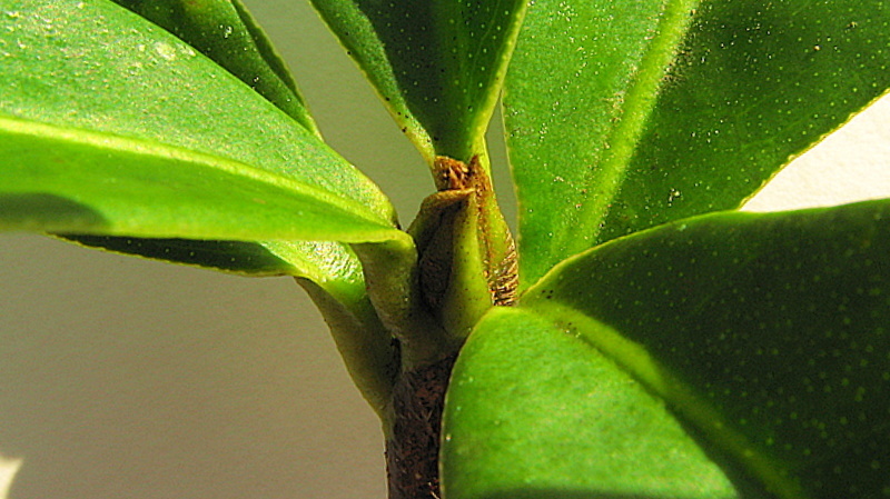 Imagem de Pilocarpus riedelianus Engl.