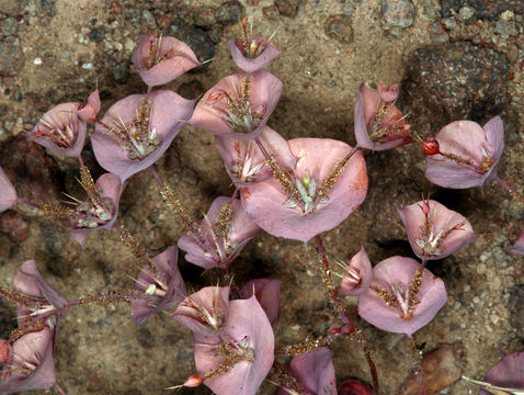 Image of roundleaf oxytheca