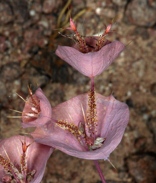 Image of roundleaf oxytheca