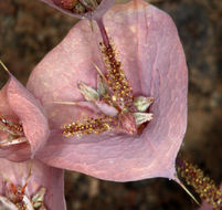 Image of roundleaf oxytheca