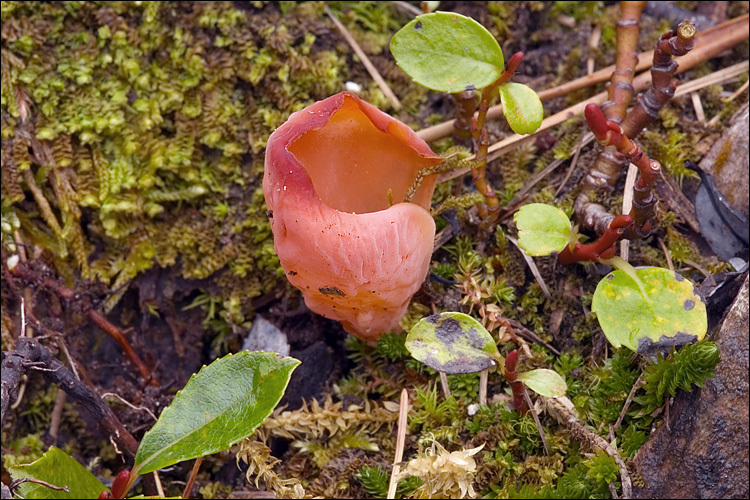 Image of <i>Tremiscus helvelloides</i>