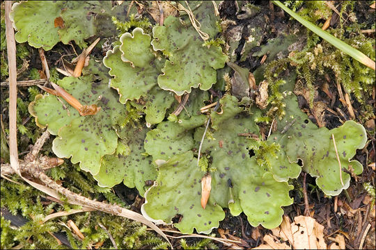 Image of felt lichen