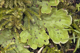 Слика од Peltigera leucophlebia (Nyl.) Gyeln.