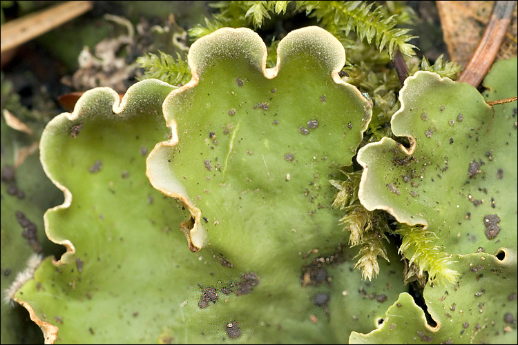 Слика од Peltigera leucophlebia (Nyl.) Gyeln.