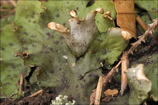 Image of felt lichen