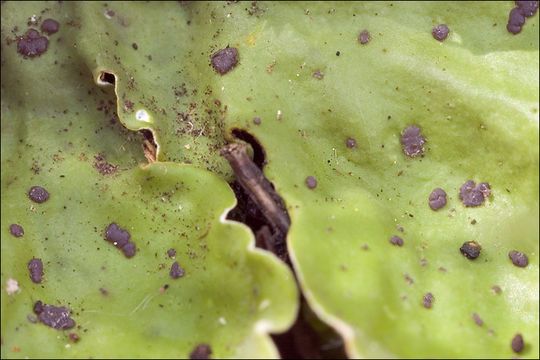 Image of felt lichen