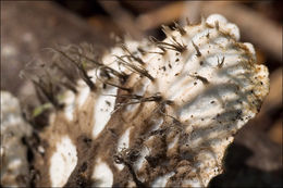 Слика од Peltigera leucophlebia (Nyl.) Gyeln.