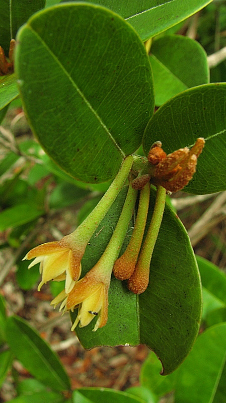 Imagem de Manilkara dardanoi Ducke