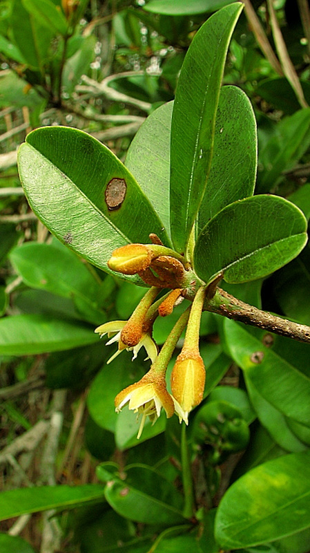 Imagem de Manilkara dardanoi Ducke