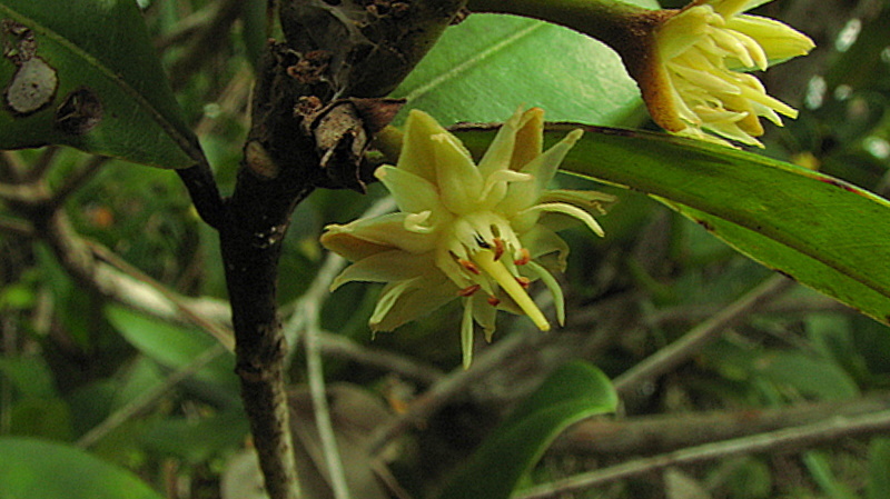 Imagem de Manilkara dardanoi Ducke