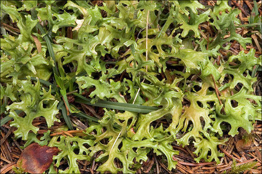 Image of island cetraria lichen