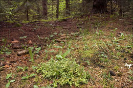 Image of island cetraria lichen