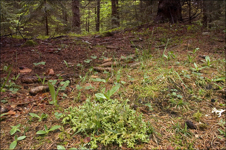 Image of island cetraria lichen