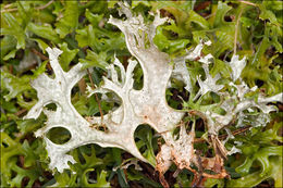 Image of island cetraria lichen