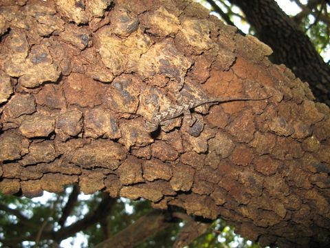 Sivun Anolis subocularis Davis 1954 kuva