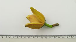 Image of Annona salzmannii A. DC.